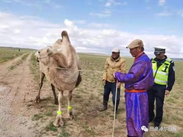la mongolie intérieure bayannaoer porte des bandes réfléchissantes sur les jambes pour les chameaux